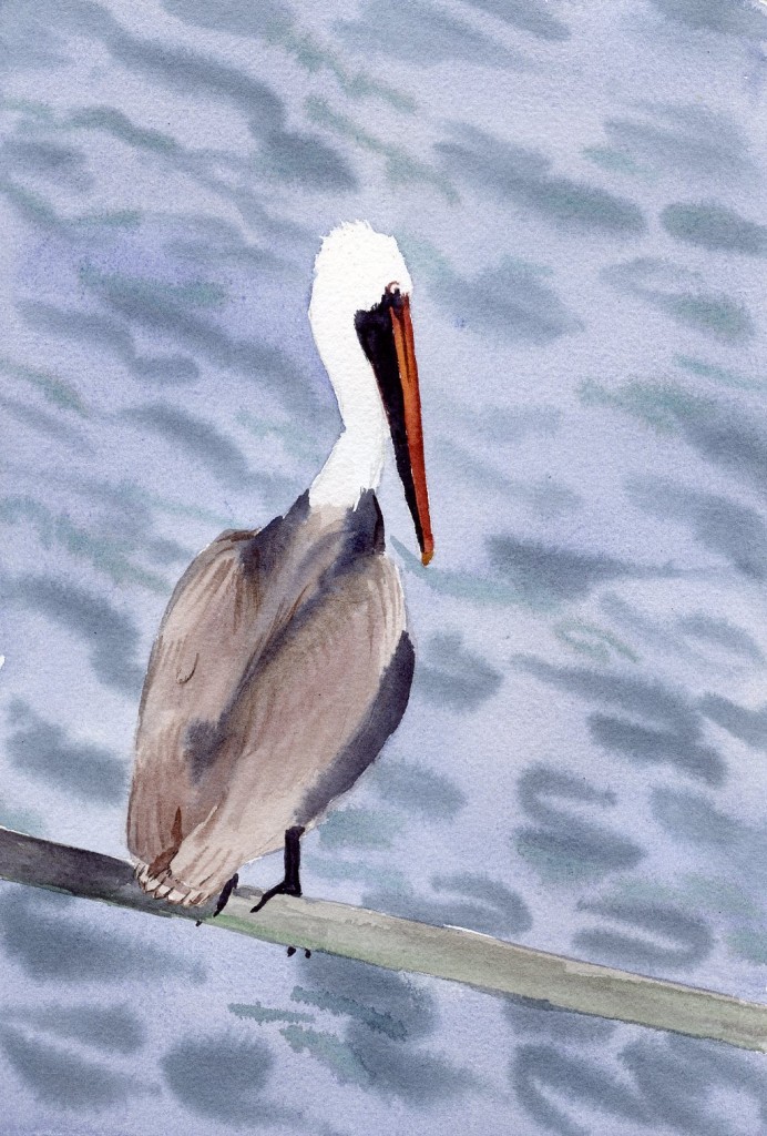 gulfpelican453