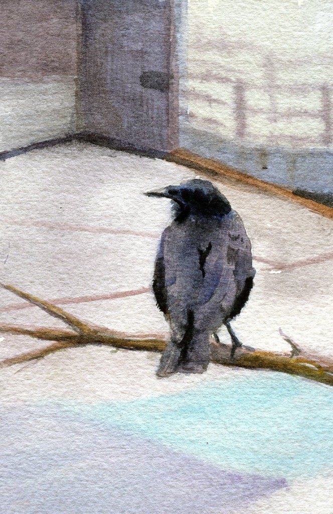 crowschoolyard495