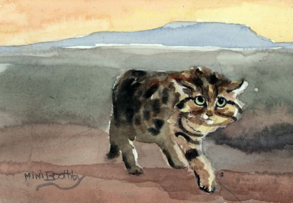 Mimi Torchia Boothby Black footed cat Mimi Torchia Boothby Black footed cat