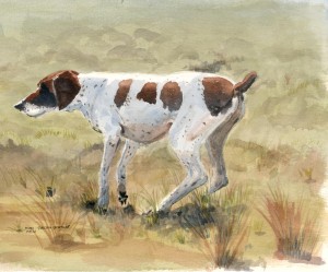 Elmo - German Shorthair Pointer Elmo - German Shorthair Pointer