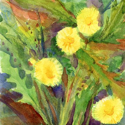 dandelion692