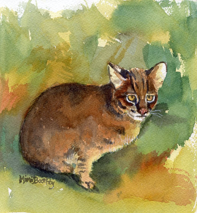 Iriomote cat, new photo and beautiful drawing - Wild Cats