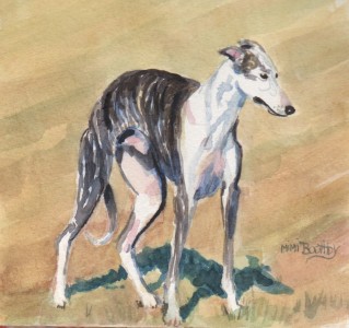 whippet