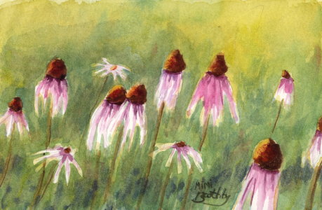 coneflowers