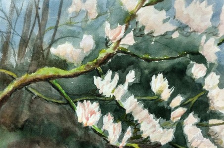 magnolias